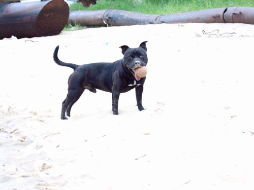 Staffordshire Bull Terrier . Lo Mejor Del Pais