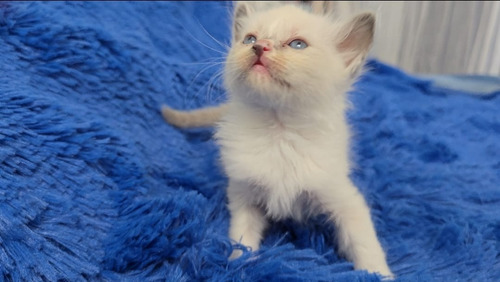 Gatitos Ragdoll, Con Registro Y Pedigree, Preciosos, Haedo