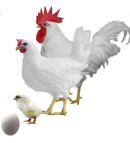 Pollitas Leghorn Bb