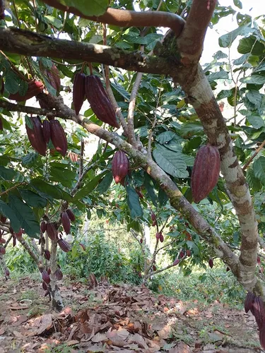 Vendo Finca En Yolombo Antioquia