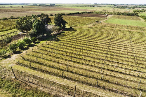 Chacra Venta 3,7 Has Viñedos Casa Antigua A Reciclar Carmelo