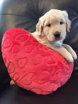 Comprar Cachorras Y Cachorros Premium - Pinamar Golden Retriever