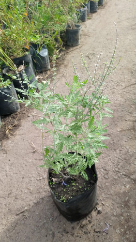 Imagen 2 de 2 de Perovskia Atriplicifolia, Salvia Rusa, Perowskia 3lts