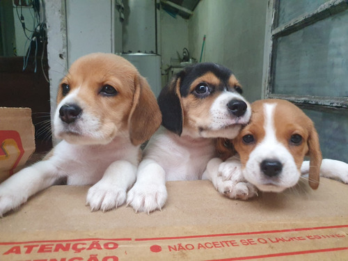 Filhotes De Beagle