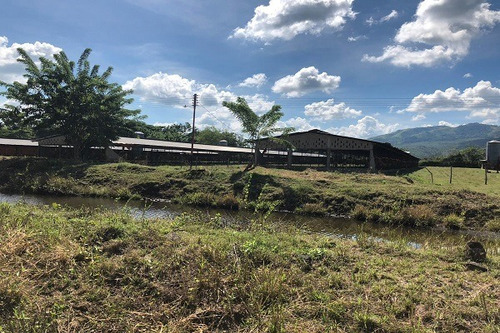 Imagen 16 de 25 de Asein882 Vende Excelente Finca En Tinaquillo Sector Caño De Agua