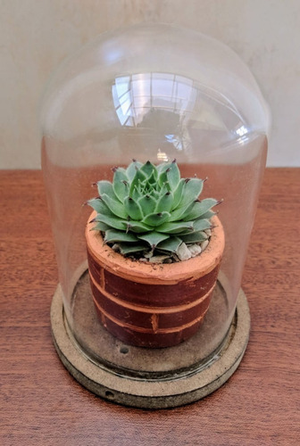 Imagen 4 de 10 de Recuerdos Plantas, Cactus Y Suculentas, Souvenirs, Barro