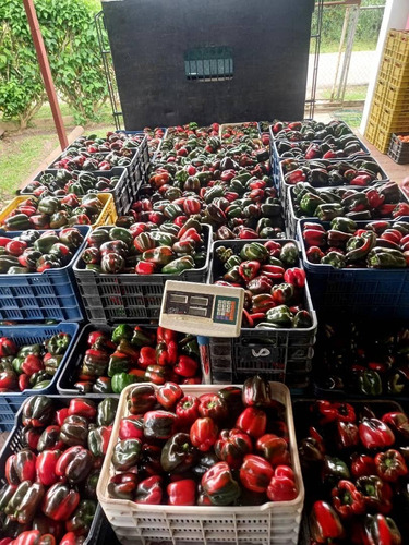Imagen 15 de 15 de En Venta Finca De 2 Hectáreas En La Guanota
