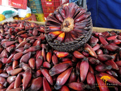 Sementes De Pinheiro Araucária! (pinhao)