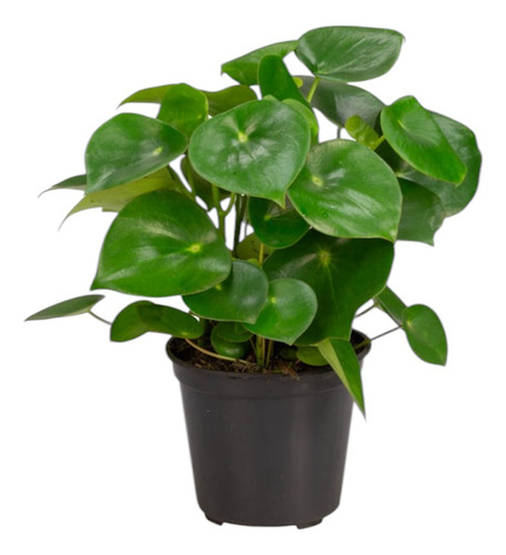 1 Planta Peperomia Polybotria Raindrop Gota De Chuva Pote 19