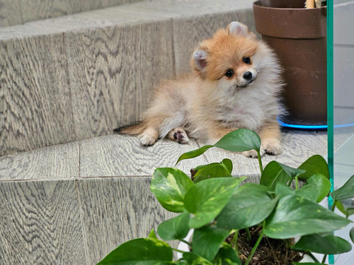 Cachorro Pomerania Cara De Oso (hembra) 2 Meses