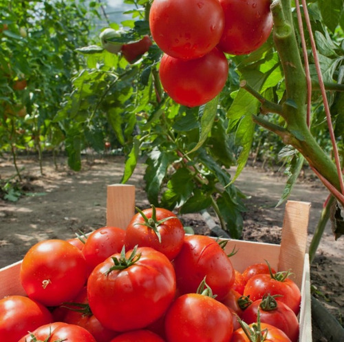 100 Semillas De Tomate  Marglobe + Instructivo