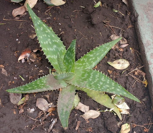 Planta De Aloe Vera