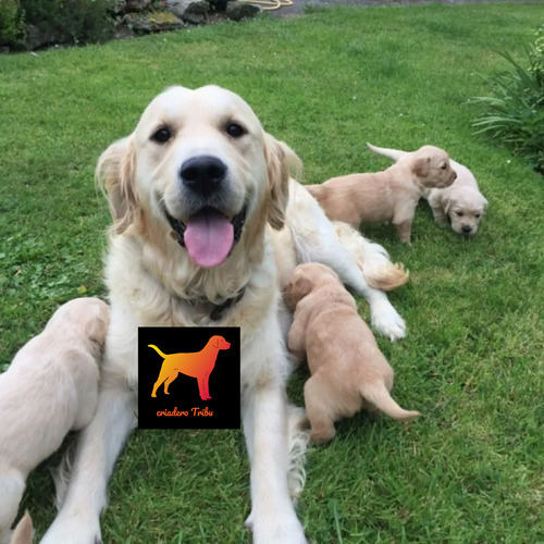 Golden Retriever 100% Puros En Criadero Tribu, Soy Guada