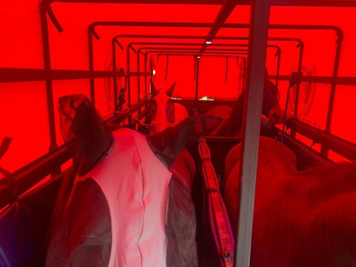 Trailer O Remolque Para Transporte De Caballos Especiales