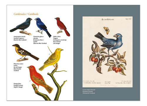 Aves De Argentina / Birds Of Argentina