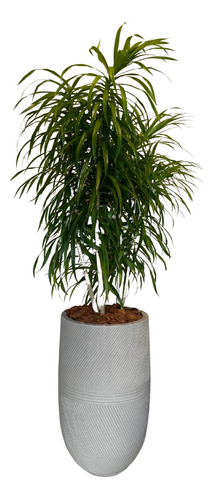 Vaso Argos 150x35 Cm Cor Cimento Com Pleomele Fita