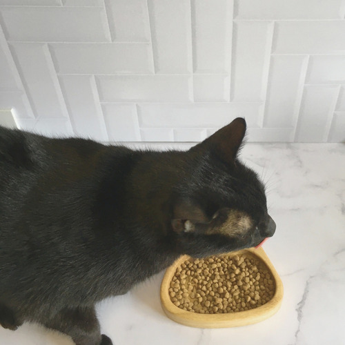 Imagen 6 de 8 de Comedero Plato Para Gatos Combo X 3 Unidades - Envio Gratis