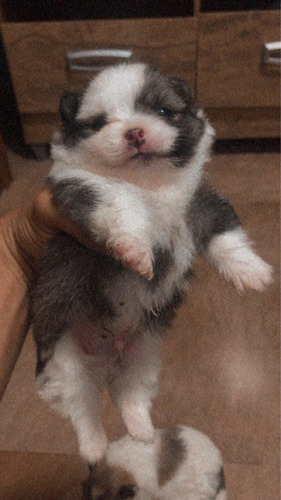 Imagem 1 de 4 de Sptiz Alemão (lulu Da Pomerania)