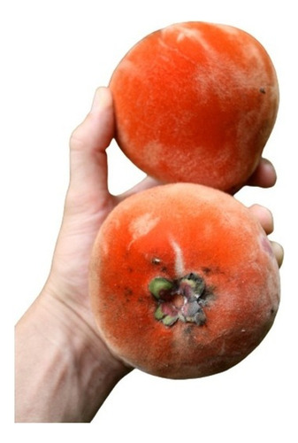 Bulbo Rizoma Mabolo, Maçã De Veludo, Pessego Da India Talang