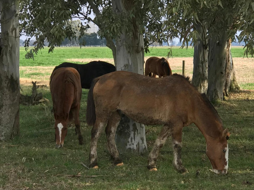 Venta 550 Hectareas Cañuelas Campo Mixto Ideal Ganadero U$s 6500 X Has.