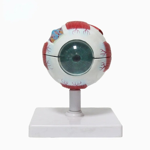 Imagem 1 de 8 de Anatomia Do Olho Humano Globo Ocular Modelo