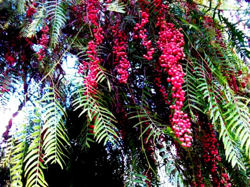 Semillas De Anacahuita (schinus Molle)