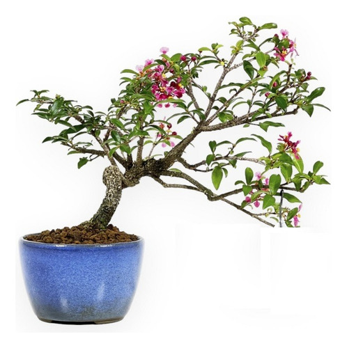 Bonsai De Malphiglia Global De Más De 10 Años