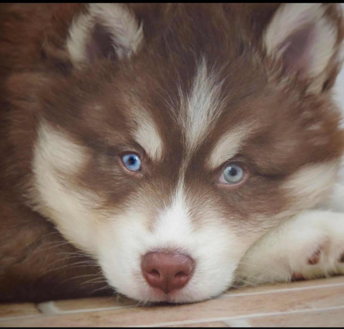 Filhote De Husky Siberiano