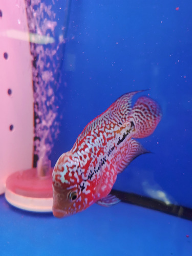  Flowerhorn Kamfa 18 Cm