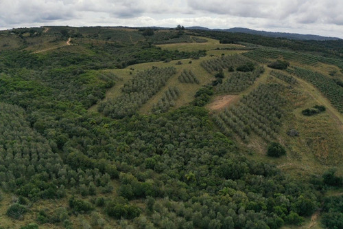 Imagen 21 de 30 de Campo Ovicola En Garzon - 212 Hectareas