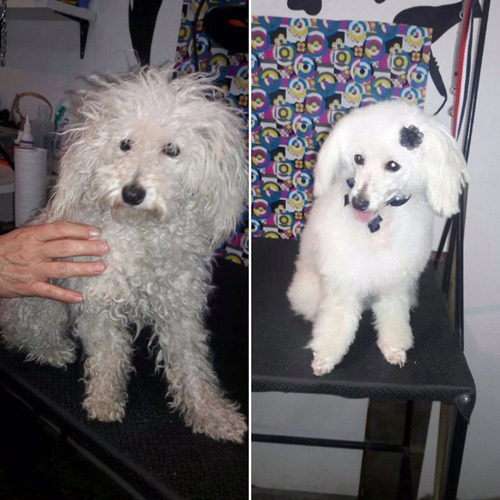 Imagen 4 de 6 de Curso Peluqueria Canina Zona Sur Lanus Lomas Avellaneda