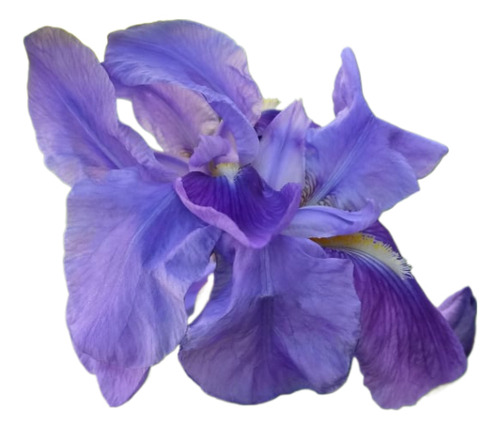 Lirio Germanico Azul X 4 Unidades - Iris Azul