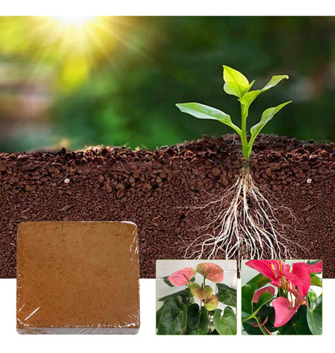 Planta Al Aire Libre, Fibra De Coco, Ladrillos, Cultivo De P