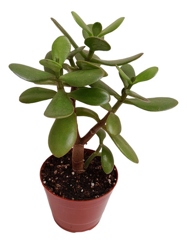 Crassula Ovata Suculenta Maceta Nº10