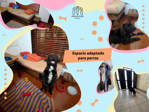 Imagen 5 de 10 de Guardería Y Pensionado Para Mascotas - Perros O Gatos