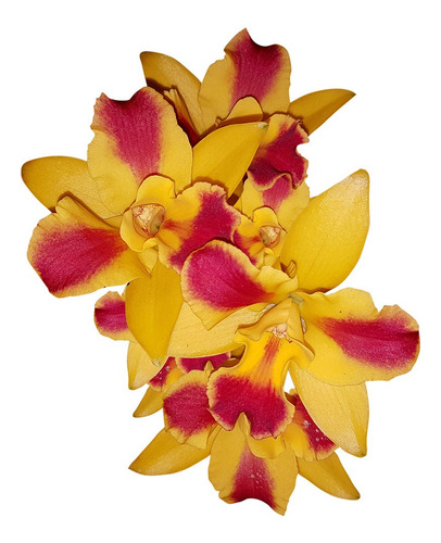 Orquídea Potinara Burana Beauty Burana Planta Adulta Flor