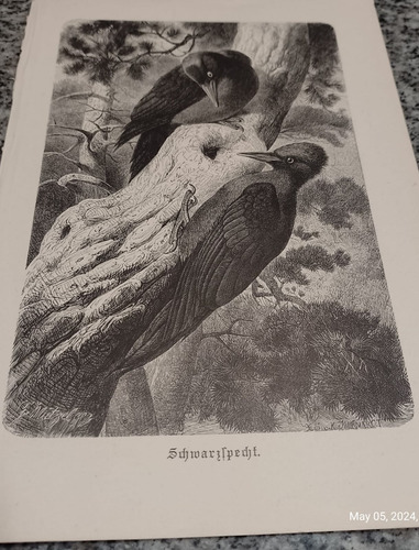 Grabado Alemán Pájaros Carpinteros - Brehms - 1890