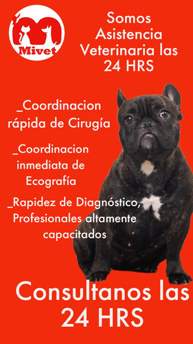 Imagen 3 de 3 de Ecografía Veterinaria 24 Hrs