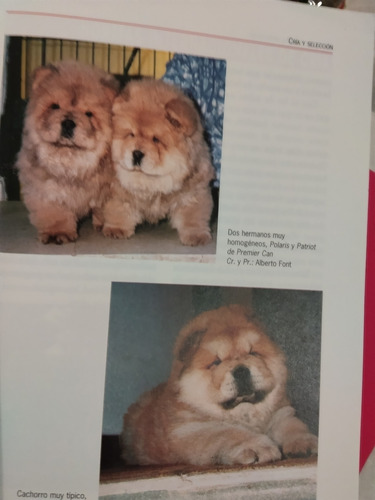 Chow-chow Historia (Usado)