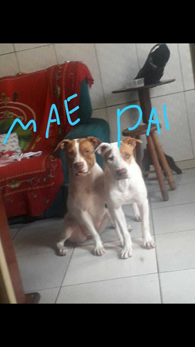 Imagem 5 de 5 de Vendo Filhotes De Pit Bull Monster