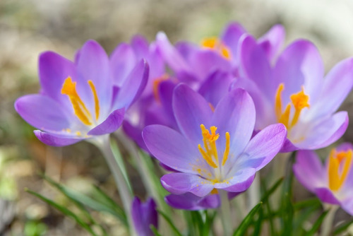 Azafrán Español Crocus Sativus Extract Plantasi 30 Ml