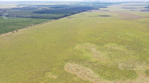 Se Vende Campo Ganadero De 505 Ha En Virasoro, Corrientes