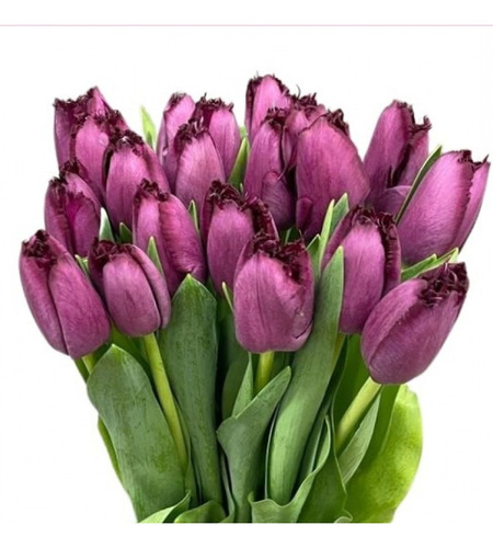 Pack 20 Bulbos De Tulipan Purpura Aserrado