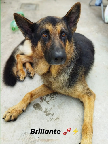 Imagen 3 de 4 de Peluquería Canina En Piedras Blancas Y La Paz.