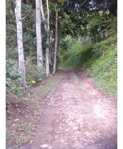 Se Vende Finca En Pijao Quindío