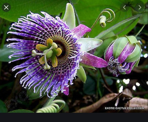 25 Semillas De Pasiflora Ligularis Enredadera Dulce Huerto