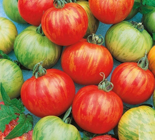 10 Sementes Tomate Tigerella Variedade Crioula De Usa