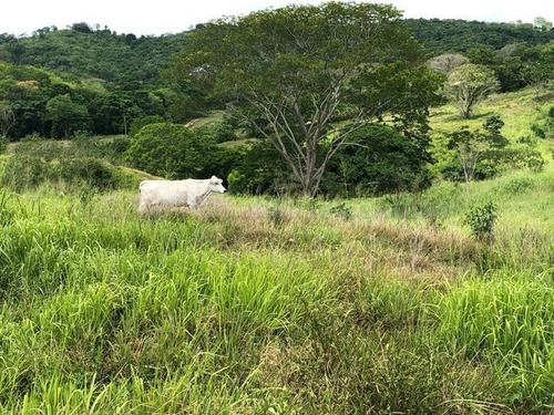 Imagen 24 de 30 de &&& Finca En Venta Aroa Yaracuy Rah 23-4755 // Invierta Seguro Con Rentahouse//