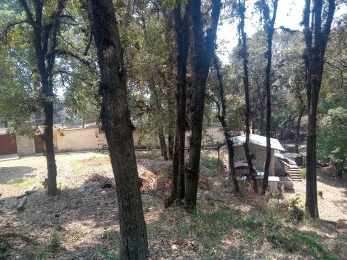 Imagen 2 de 5 de Terreno Arbolado