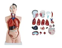 Comprar Torso Humano Anatomia Cuerpo Humano